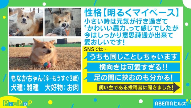 リードの方向に進むワン 犬の散歩あるある を描いた漫画が話題 ライブドアニュース