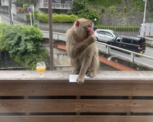 湯河原のビアバーのテラスで、客のつまみを横取りして食べるサル