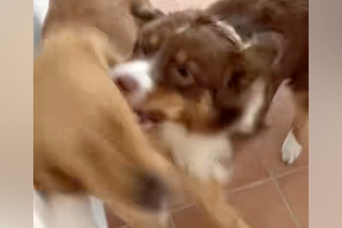 喧嘩している犬たちに「犬語」で叱った結果 ぴたりと動きを止める