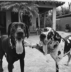 親友 を亡くした犬 墓の上でお別れ ずっとそこを動かなかった ライブドアニュース 親友 を亡くした犬 墓の上でお別れ ずっとそこを動かなかった ライブドアニュース