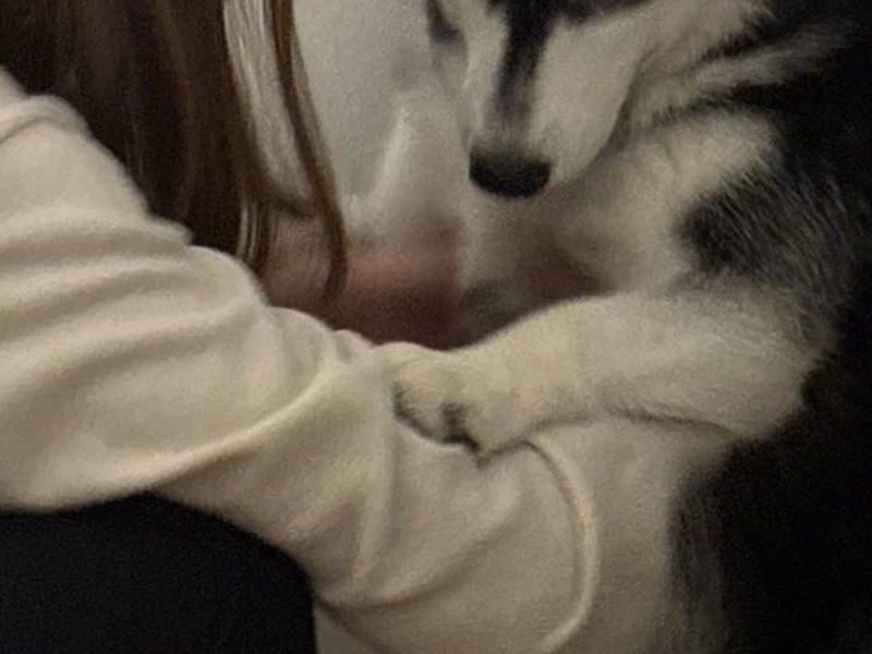 もはや人間?台所に忍び込んだハスキーが「お説教中の光景」話題