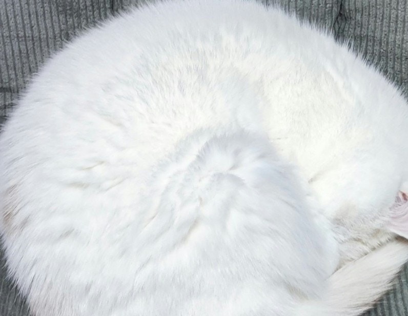 お見事!まん丸になったお餅猫に1万いいね「雪見大福みたい」「縁起よさそう」【ママリ】