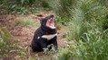 2021-0528-millenium-tasmanian-devil-baby-01