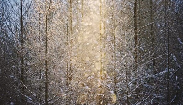 北海道美瑛町のダイヤモンドダスト「美しすぎて一生見てられる」