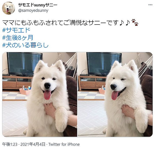 至福のサモエド 飼い主さんにモフモフされてご満悦 ライブドアニュース