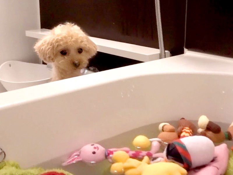 Ƥޤäȥסɥ֤ܤ餬İ