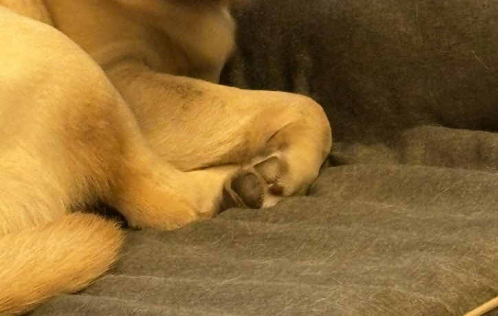 たった1文字で反応!愛犬のかわいさがあふれる瞬間に2万いいね「おやつの『お』も」「反応ハヤ!」【ママリ】