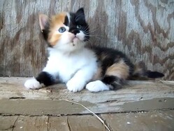�ʤ�����Τ��襤���ϡġ�