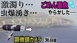 真釣ちゃんねる「フィルターのスイッチ入れ忘れで水槽が大惨事」独自見解も披露