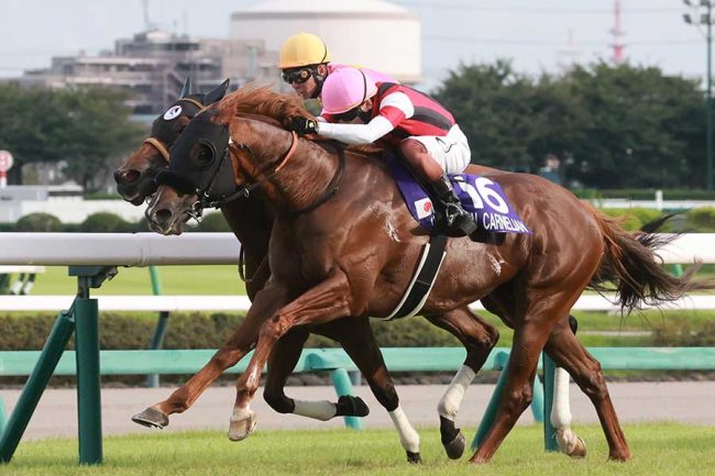 G1スプリンターズS、ゴール前で競り合うウインカーネリアン（手前）とジューンブレア【写真：産経新聞社】