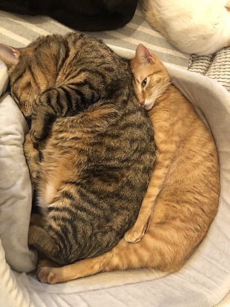 フィットしすぎて苦しそう ぴったりくっついて寝る2匹の猫が話題に ライブドアニュース