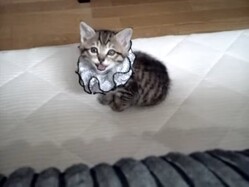 ���ֻ����Ƥ롪