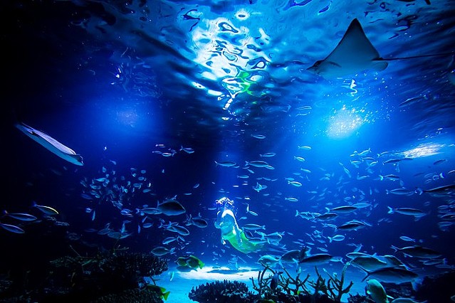 人魚ダイバー お化け屋敷 サンシャイン水族館のリニューアル5周年企画が楽しそう ライブドアニュース