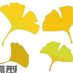 形に違いがあるイチョウの葉 切れ込みでオスとメスが存在 ライブドアニュース