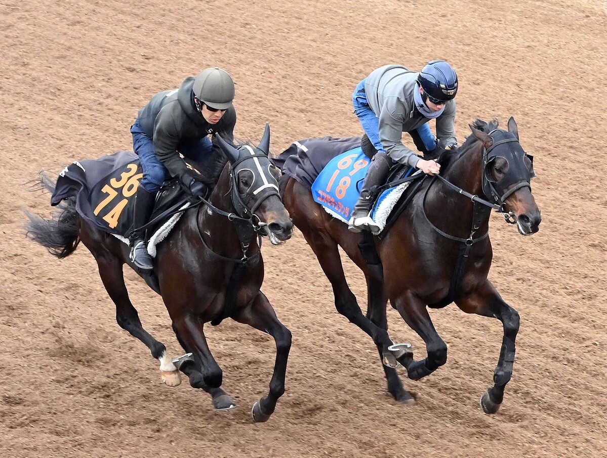好仕上がりをアピールしたコスモキュランダ(右)=撮影・持木克友