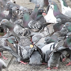 ハトの餌やり10年間 男女ついに逮捕 勝手に水使った と別の容疑 ライブドアニュース