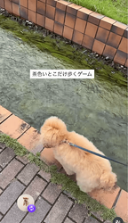 なんでそこ歩くの！？スレスレい挑むちくわくん　画像提供：もふもふちくわさん