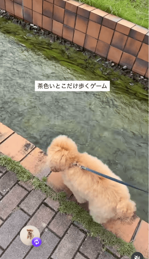 なんでそこ歩くの!?スレスレい挑むちくわくん 画像提供:もふもふちくわさん