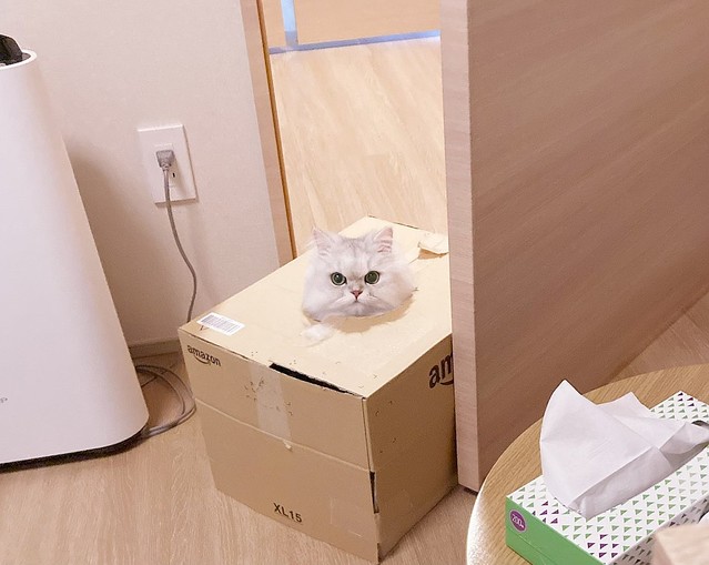 箱に入ったまま歩けた ドヤ顔で歩き回る 箱入り娘 状態の猫 ライブドアニュース
