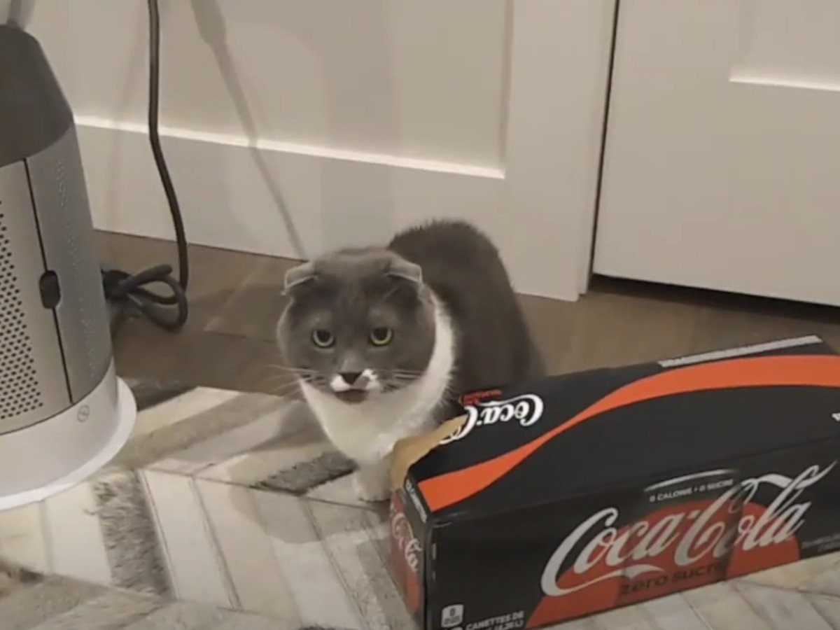 猫さんの奮闘に注目!