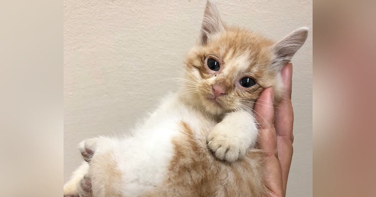 ��ΤҤ饵�������ä��ݸ��ǭ���в�ä�������أ�ǯ�٤��ФĤȡĤ��Ƥ��ʥӥե�ー���ե�ー�˴�ư��Ω�ɤ˰�ä��͡סֺ����Τ⤫�襤����