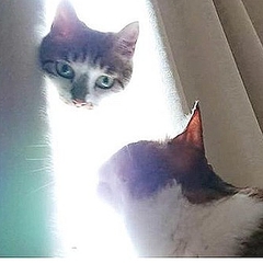 力が 欲しいか 偶然撮れた神々しい猫ショットが話題 ライブドアニュース