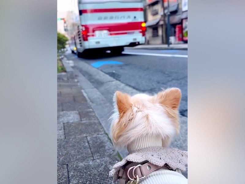 ñǤ񤷤Ƥ ॸХ˾긫