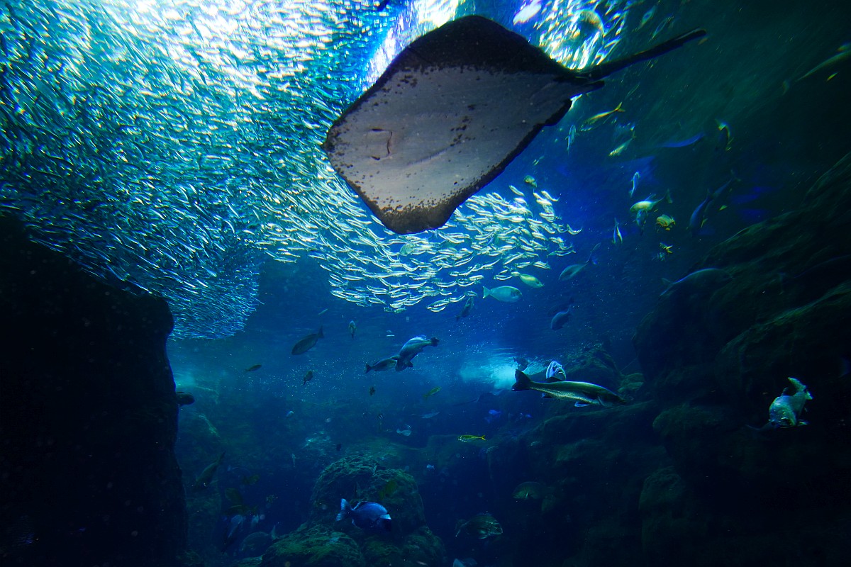 寿司好き必見の水族館6選! ブリ、シラス、ふな寿司…食文化の展示から本当の「いただきます」を知る