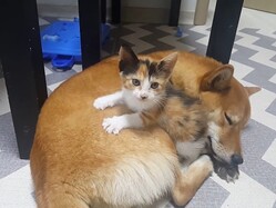 柴犬の上で“モミモミ”する子猫