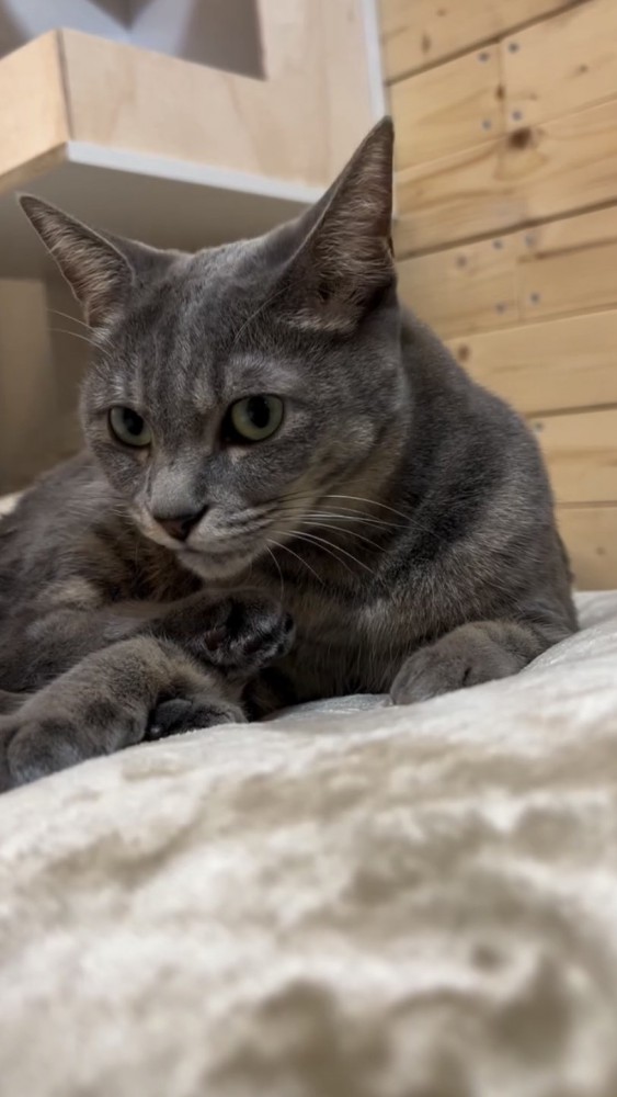 猫の毛づくろい中に名前を呼んでみたら…想像以上に嫌そうな『まさかの