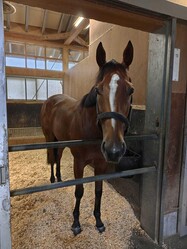 Ｇ１初制覇から一夜明け、馬房で穏やかな表情を見せるピューロマジック（安田師提供）