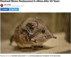 50ǯ֤©ǧ줿ޥꡦϥͥͥߡʲϡLADbible2020ǯ818աElephant Shrew Redisovered In Africa After 50 Yearsס٤Υ꡼󥷥åȡ