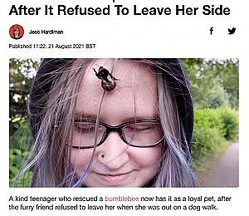 ϵߤäޥϥʥХ˲줿ʲϡLADbible2021ǯ821աTeenager Who Rescued Bumblebee Adopts It As Her Pet After It Refused To Leave Her SideסCredit: SWNSˡ٤Υ꡼󥷥åȡ