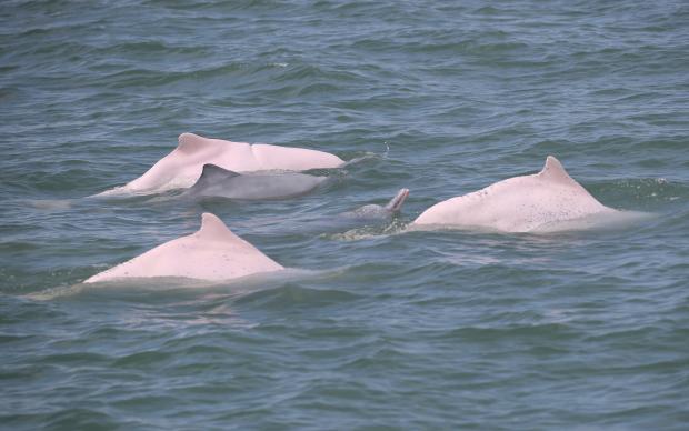 国家1級保護動物ピンクイルカに会える街 福建省アモイ市 ライブドアニュース