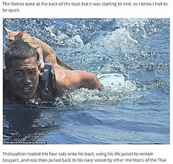 ����ǭ��褻�Ʊˤ���ʼ����ʲ����ϡ�Express Informer��2021ǯ3��3���ա�Saved from cat-astrophe: Four cats are rescued from a sinking ship by Thai navy�ס�PO1 WICHIT PUKDEELON via REUTERS�ˡ٤Υ����꡼�󥷥�åȡ�