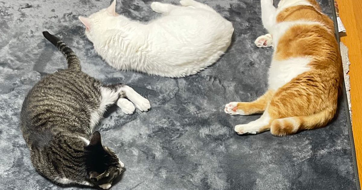 ホットカーペットに集まる猫たち「謎のフォーメーション」に注目