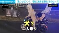 犬が電動三輪車を運転 中国非難