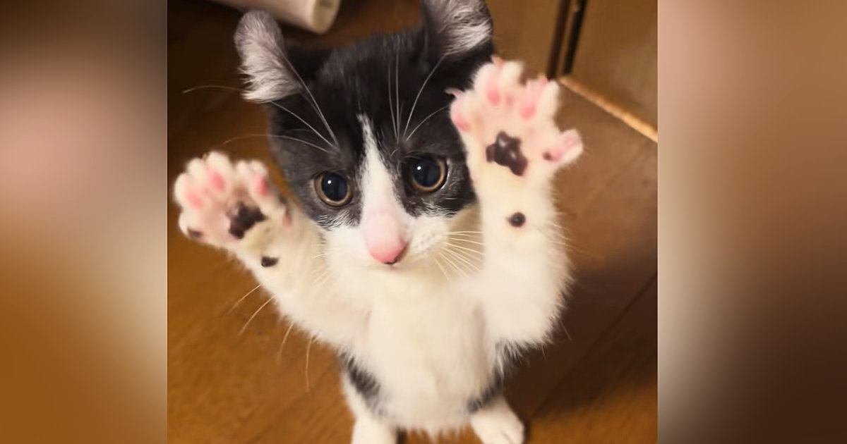 ����­��Ω�äƻ������ä�������ǭ �Х�󥹴��Ф˸�����Ω����