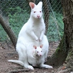 盗まれた ドイツの動物園でアルビノのカンガルーの赤ちゃんが行方不明 ライブドアニュース