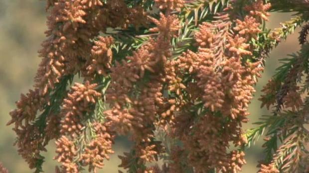 「目の玉をとって洗いたい」花粉飛散　今年の特徴は？