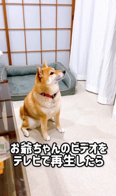 �ƥ�Ӥˤ���������󤬡�