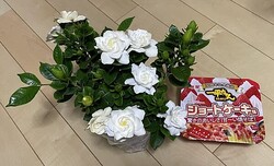 ��ʪ�߹�ʪ���繥ʪ���Ƥ����Фȥ����������������£��줿�ȴ����ɤʥץ쥼���