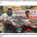 2人がかりで釣り上げた巨大ナマズ（画像は『Fox News　2021年7月14日付「Record-breaking fish caught in North Carolina: ‘Looked like a whale in the back of the boat’」（Brent Townsend）』のスクリーンショット）