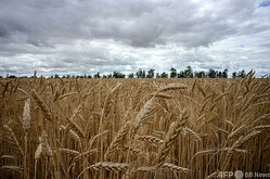 ロシア南西部の都市ボロネジ近郊の小麦畑（2020年7月9日撮影、資料写真）。</p><p>    (c)Kirill KUDRYAVTSEV / AFP