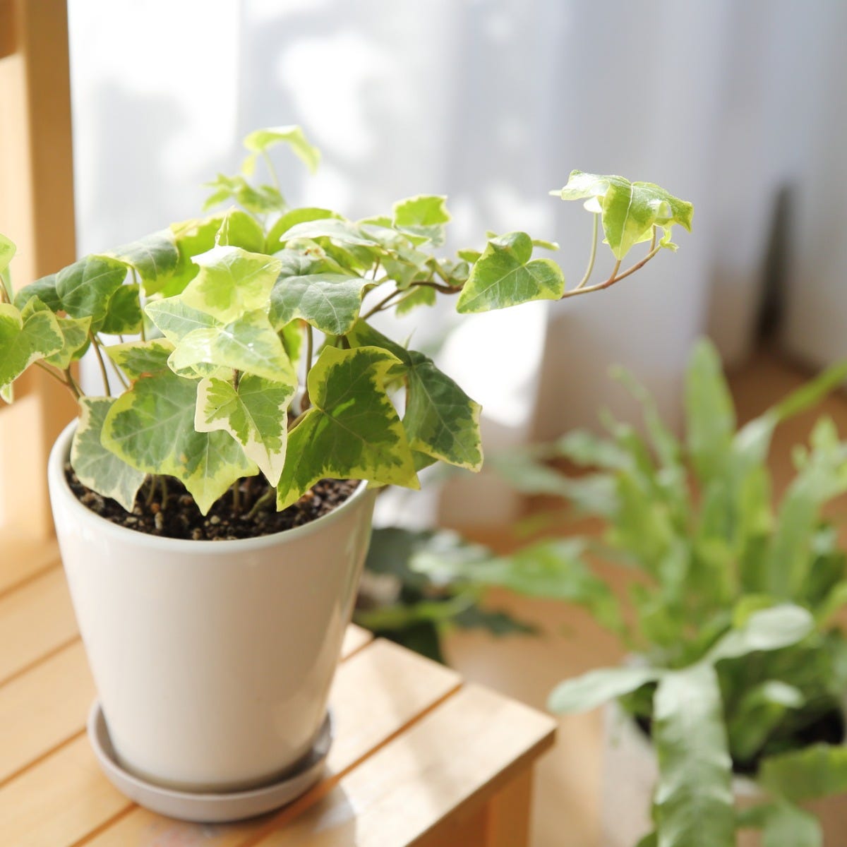 寒波に負けない観葉植物ケア術