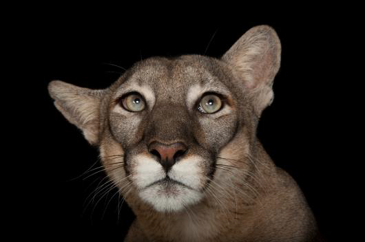 ©Photo by Joel Sartore/National Geographic ArkPhoto by Joel