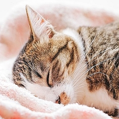 ペットの死を受け止められない飼い主への回答にネット民感涙 ライブドアニュース