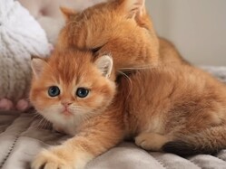 �ǽ�϶�ĥ���Ƥ������ɡ�