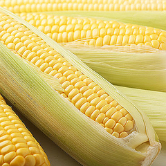 地域で異なる とうもろこし の呼び方 近畿地方では なんばん ライブドアニュース 地域で異なる とうもろこし の呼び方 近畿地方では なんばん ライブドアニュース