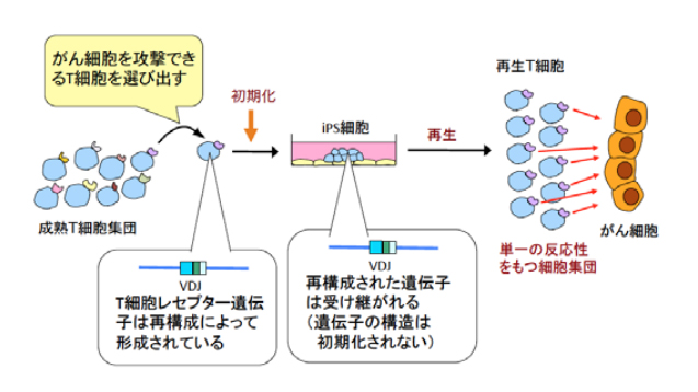 がん細胞を破壊する キラーｔ細胞 をips細胞で作ることに成功 ライブドアニュース